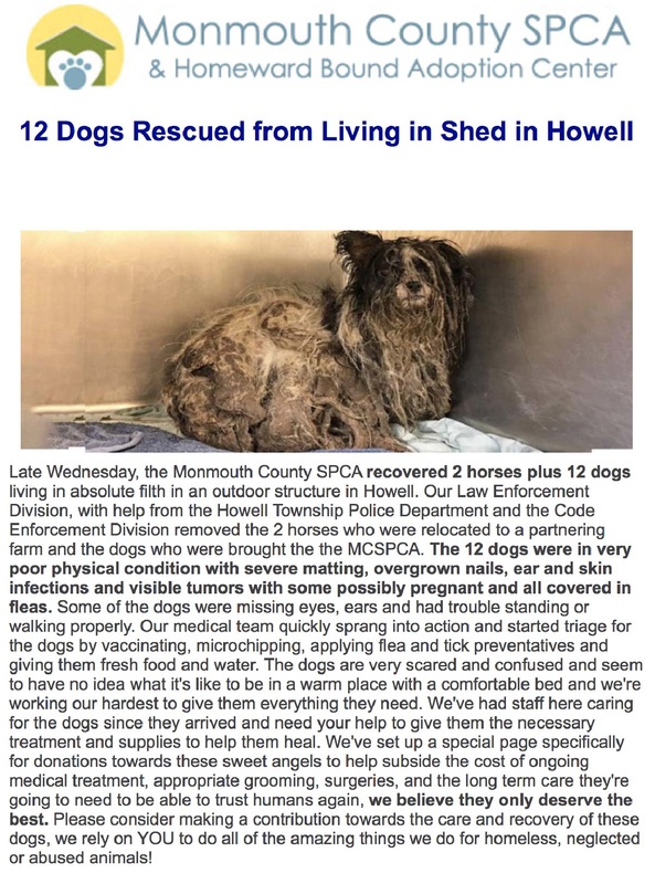 Monmouth SPCA rescued dogs and horsed from a horrific hoarding situation where they were abused and neglected.